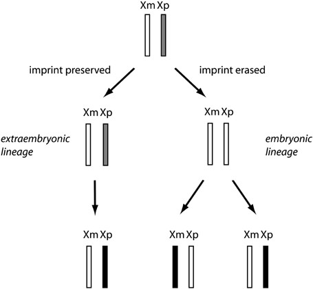 Pentasomy X